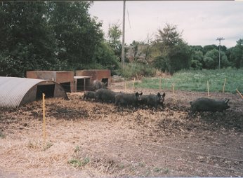 岡山畜産便り99年2月号 種子豚（黒豚）の供給 岡山県総合畜産センター